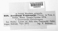 Aecidium centranthi image